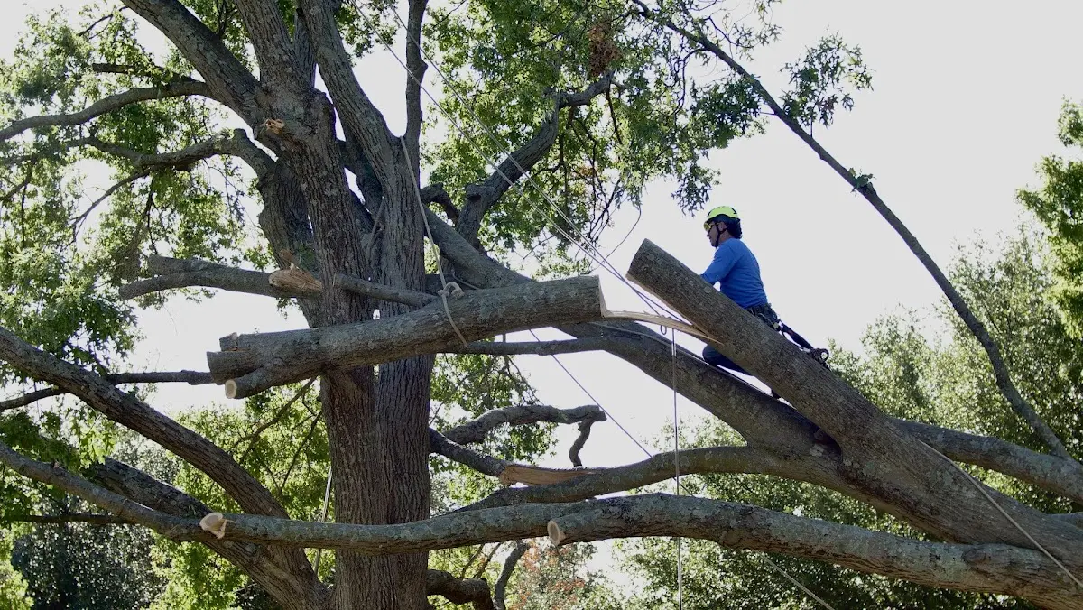 Professional Hazardous Tree Removal performed by certified arborists in Tinsley
