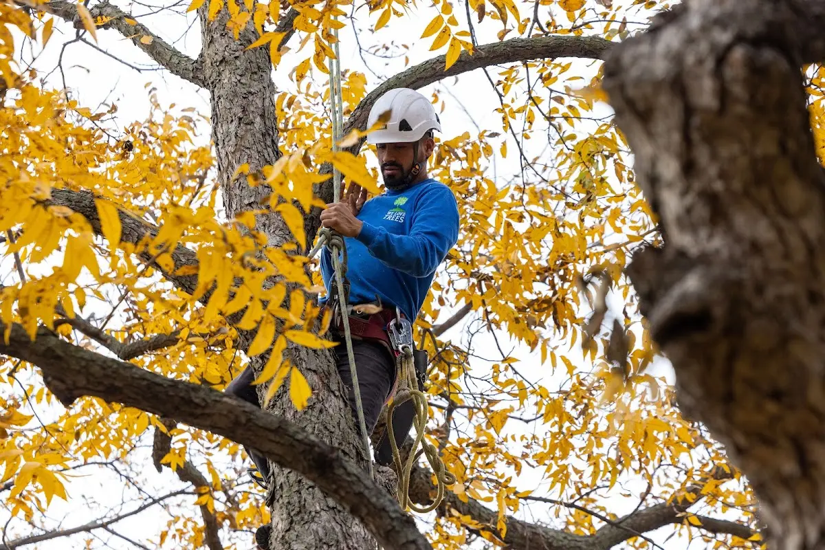 Skilled Tree Planting crew working in Tinsley